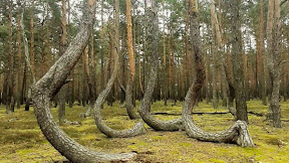 Krzywy Las Zasieki