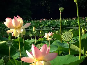 갸욜르 공원