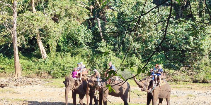 Maetaman Elephant Camp & Bamboo Rafting