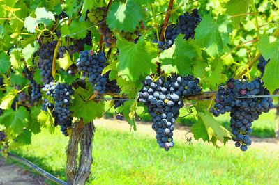 Bellview Winery