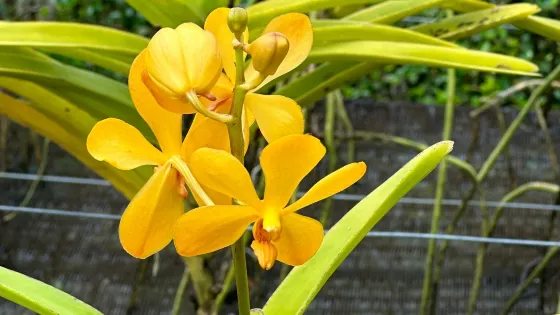 Tweechol Botanic Garden