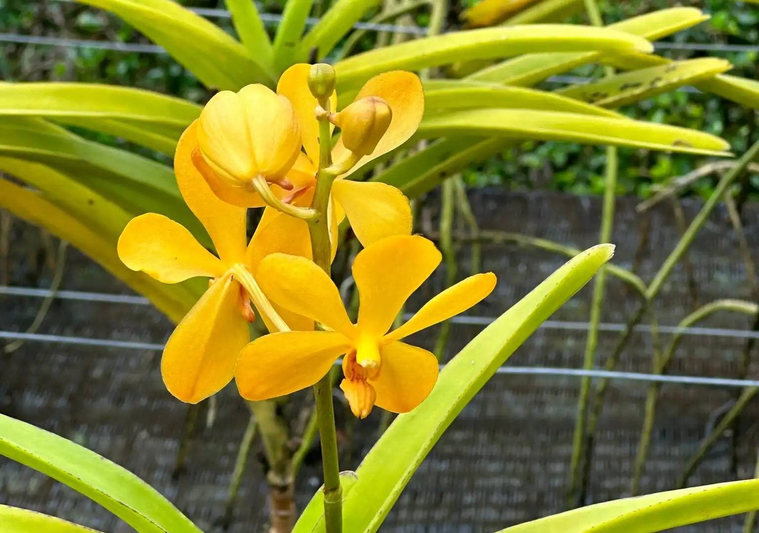 Hotels near Tweechol Botanical Garden
