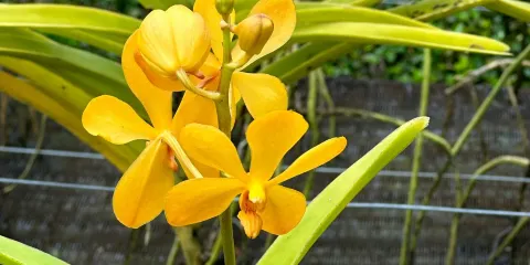Tweechol Botanic Garden