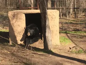 The Wild Animal Sanctuary-TEXAS - FKA -International Exotic Animal Sanctuary