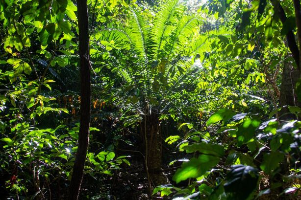Kaya Kinondo Sacred Forest