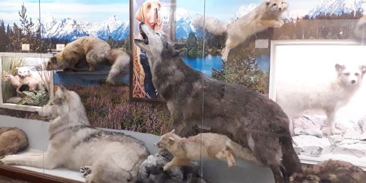 D. Florov's Zoological Museum