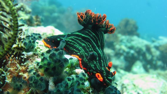 Gili Trawangan