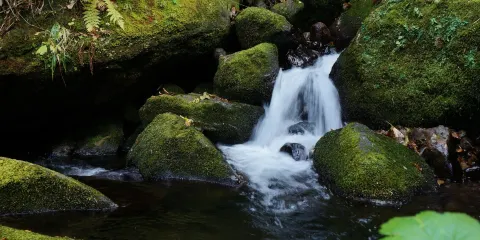 鏡沼