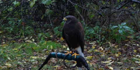 New England Falconry