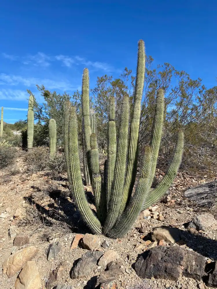 Các khách sạn gần Tucson Desert Art Museum