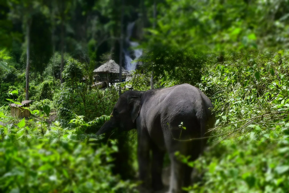 3_Elephants At Home
