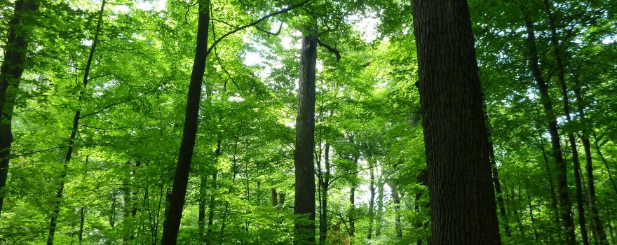Johnson Woods State Nature Preserve