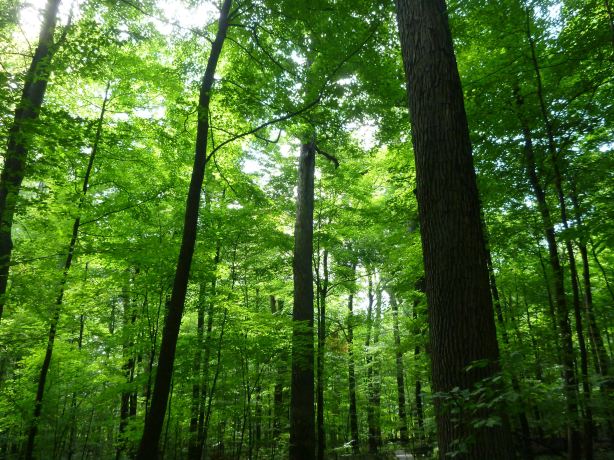 Johnson Woods State Nature Preserve