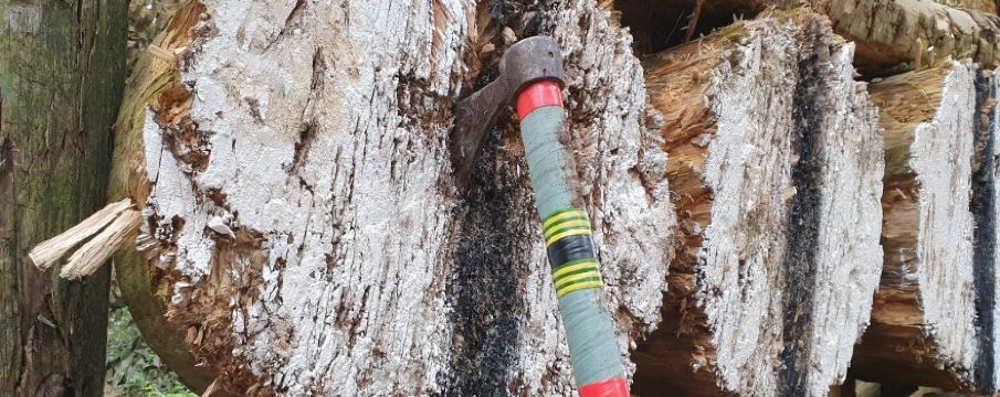 セント・イーノダー