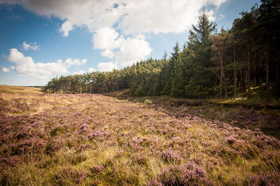 North Riding Forest Park