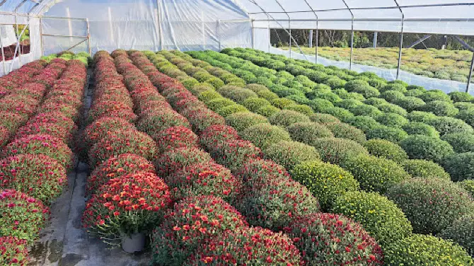 Julcsi és Gergő Virágkertészet