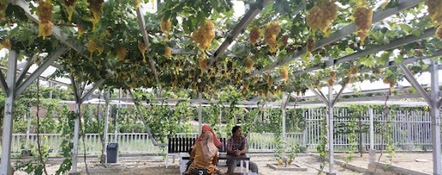 RUMAH ANGGUR (garden & caffee