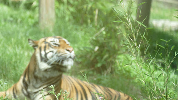 Chessington