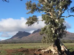 Wallaby Tracks Adventure Tours