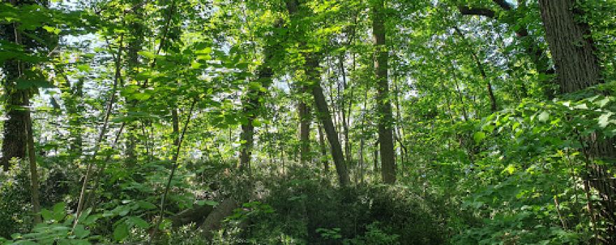 Parc De Sanzy