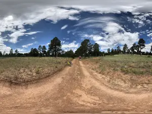 Cibola National Forest