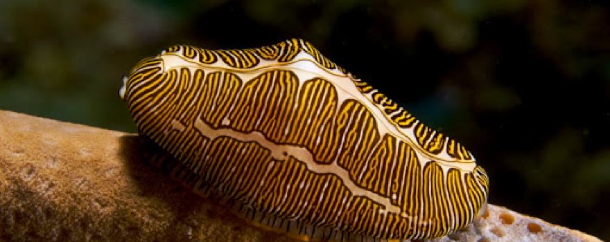 Okap Reef