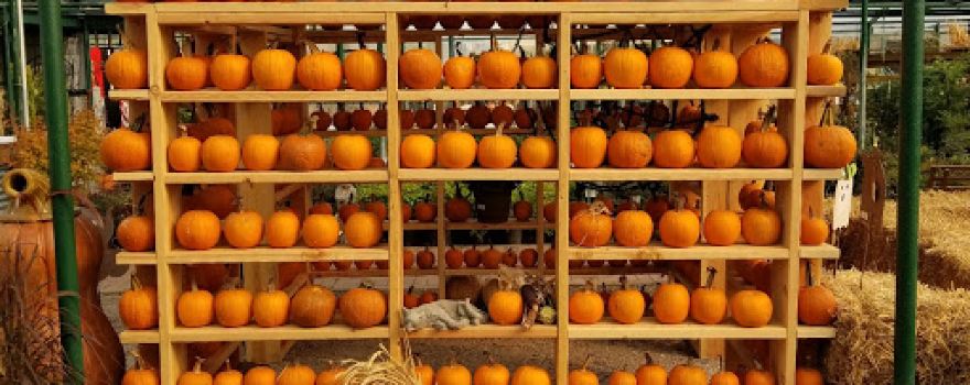 Marcum's Nursery