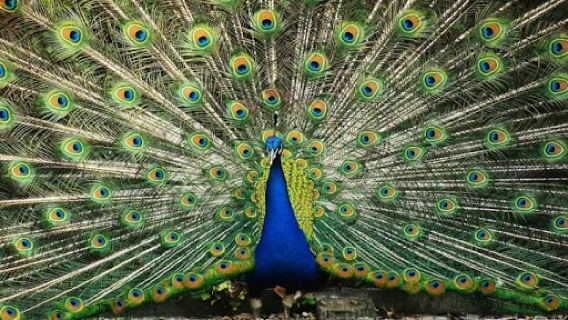 Prince Hashem Bird Garden