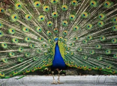 Prince Hashem Bird Garden