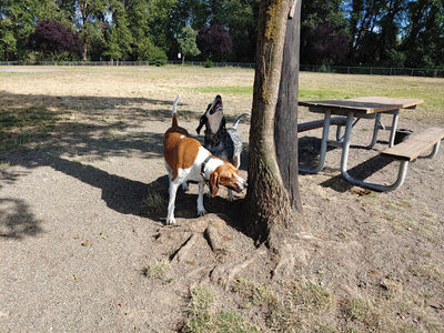 Gerhart dog park