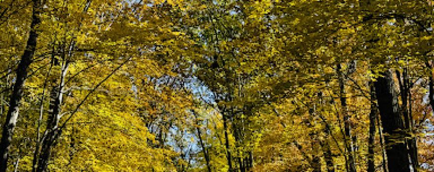Mt Morris County Park