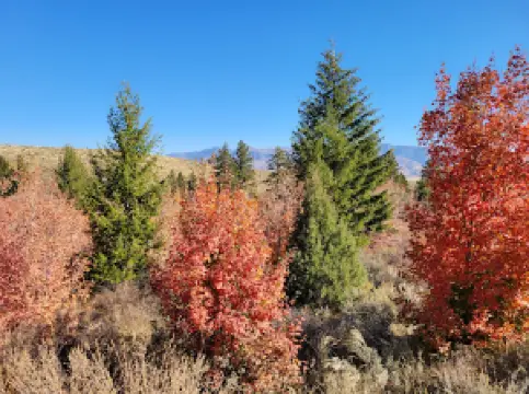 Goodenough Creek Campground