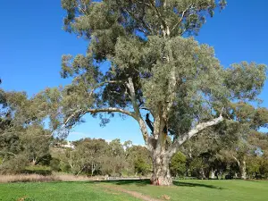 Clonlea Park