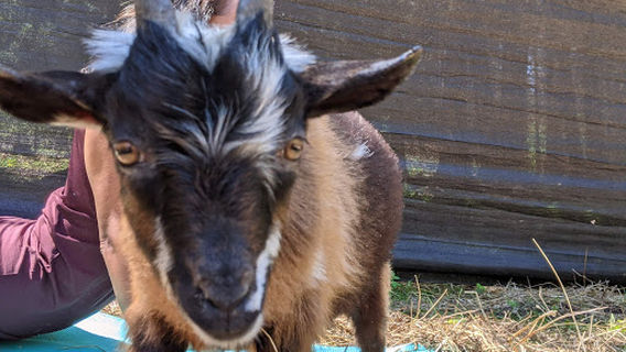 Duluth Goat Yoga