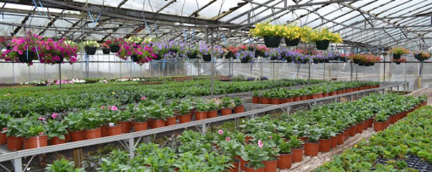Greenheart Plants