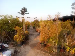 Royal green garden centre
