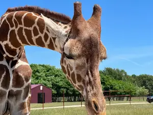 Shamba Safari