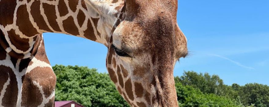 Shamba Safari