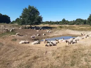 Haselünner Kuhweide