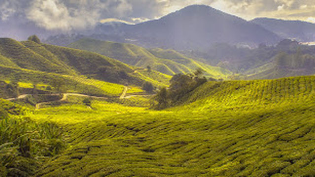 Nature Cameron Mint Farm Campsite