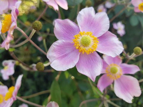 Jardin botanique de Tours
