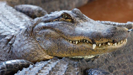 Arkansas Alligator Farm & Petting Zoo