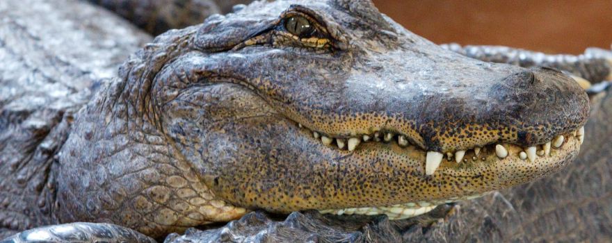Arkansas Alligator Farm & Petting Zoo