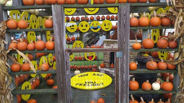 Johnson's Pumpkin Farm