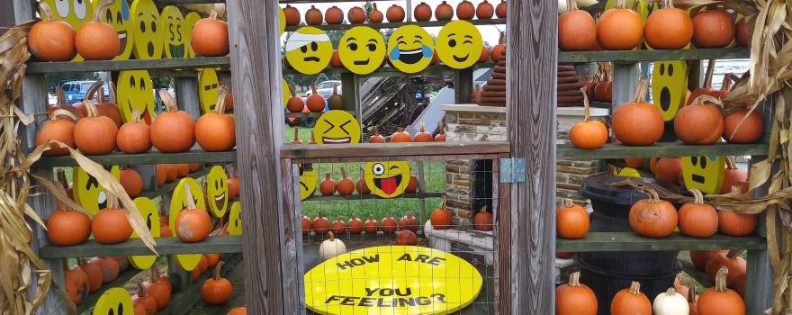 Johnson's Pumpkin Farm