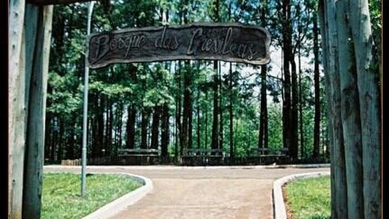 Grove of grevillea trees