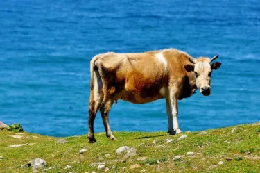 Sinop Merkez