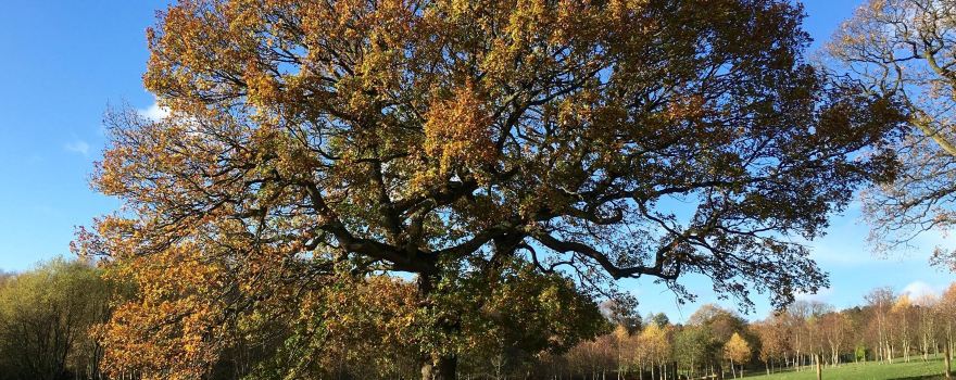 Cannock Chase District