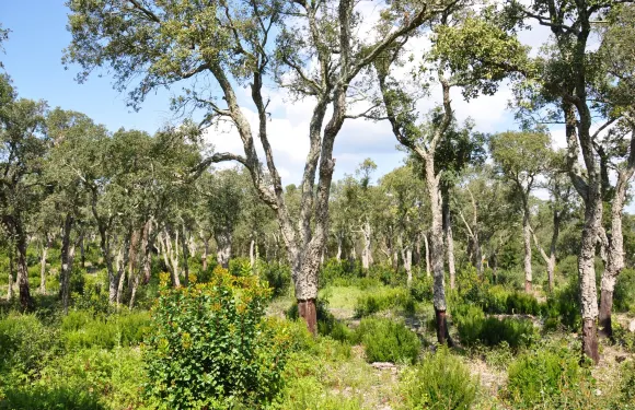 聖塔克里斯蒂納阿魯