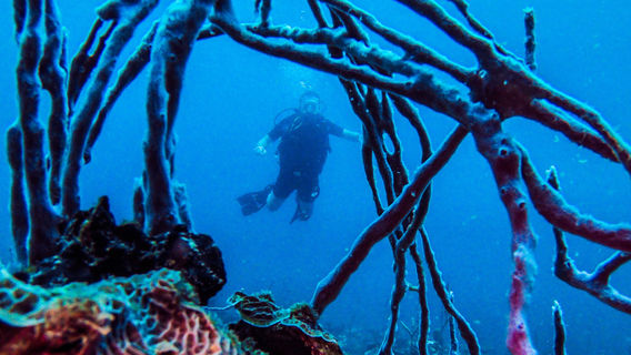 Bocas Dive Center
